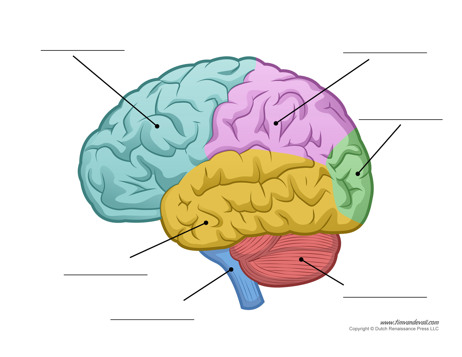 human-brain-diagram-labeled-unlabled-and-blank