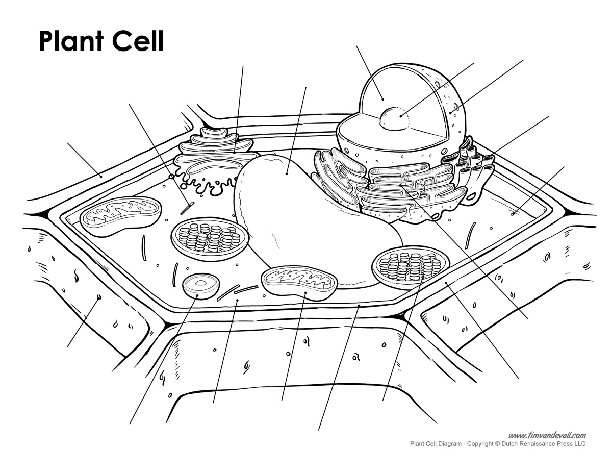human-cell-coloring-worksheet-coloring-pages