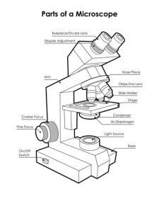 Microscope Packet Microscope Diagram Labeled, Unlabeled and Blank | Parts of a Microscope