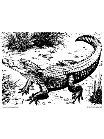 alligator-coloring-page