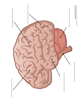 Brain Diagram - Unlabeled - Tim's Printables