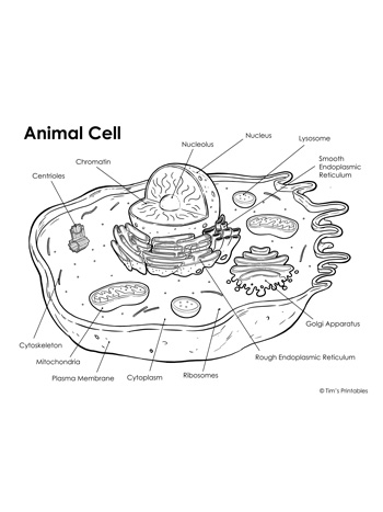 Animal Cell Diagram - Tim's Printables
