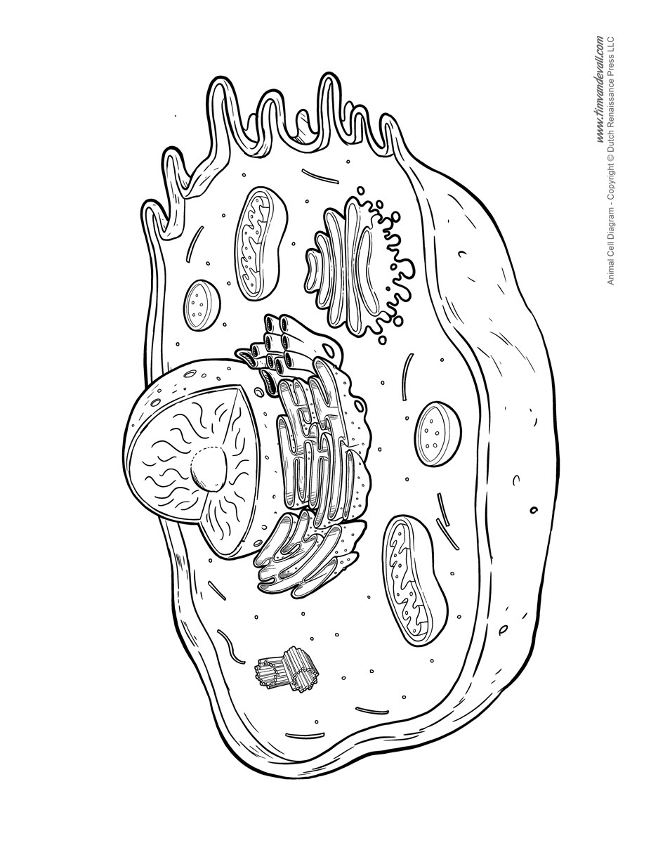 animal-cell-diagram-not-labeled - Tim's Printables