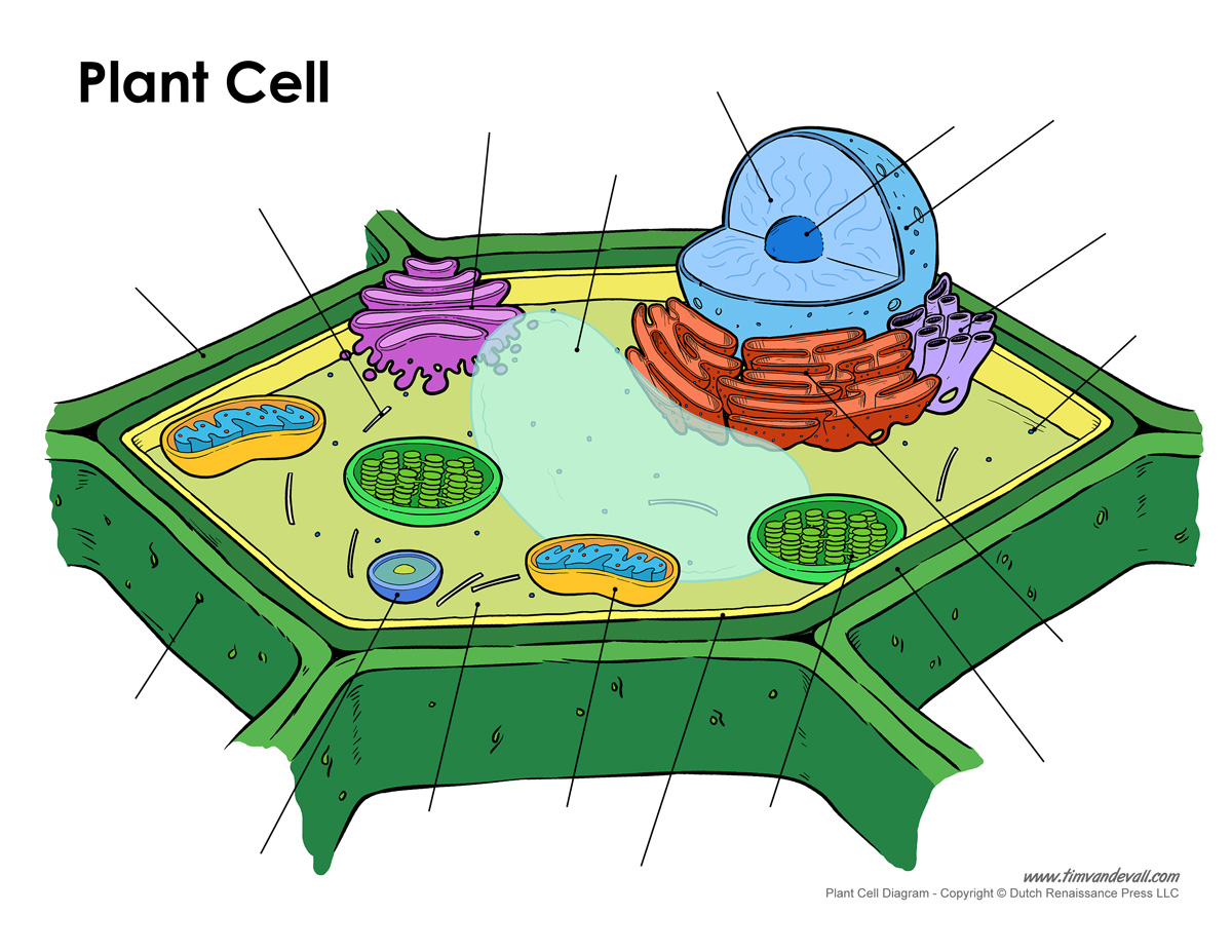 blank-plant-cell-diagram - Tim's Printables
