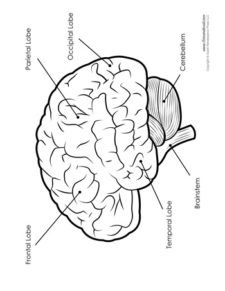 Brain Diagram – Labeled – BW – Tim's Printables