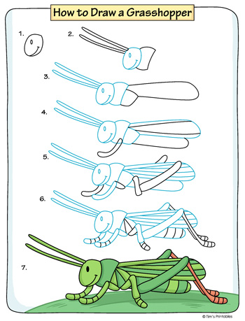 How to Draw a Grasshopper - Tim's Printables