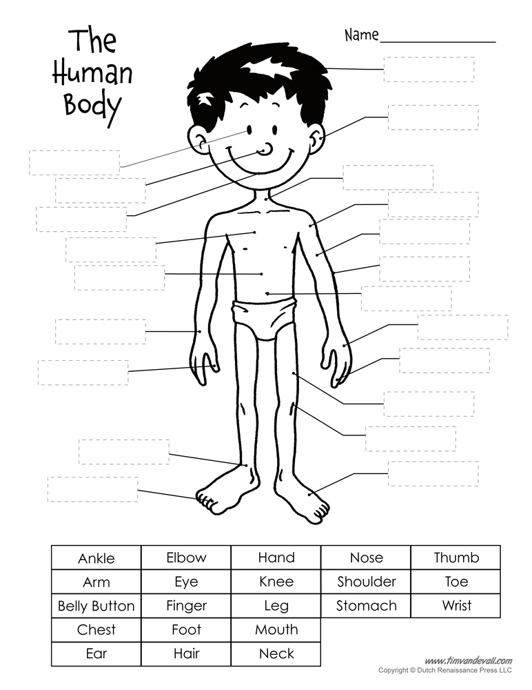 Human Body Cut and Paste - Tim's Printables