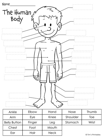 human body diagram cut and paste