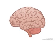 Brain Printable Brain Printable