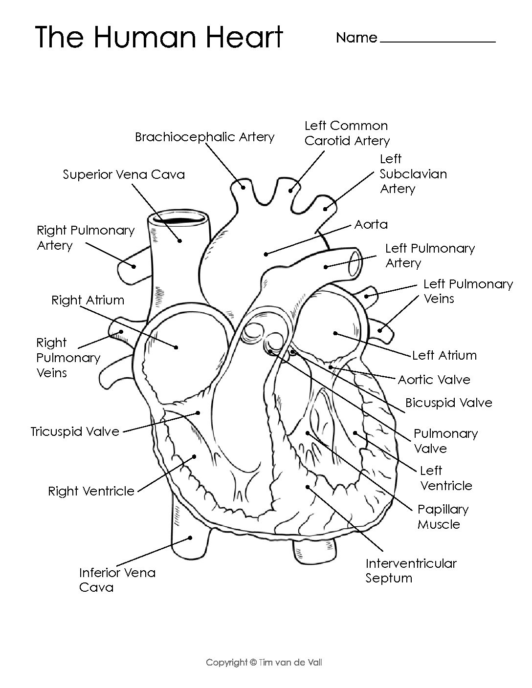 Black And White Human Heart Diagram Simple Black And White Circulatory