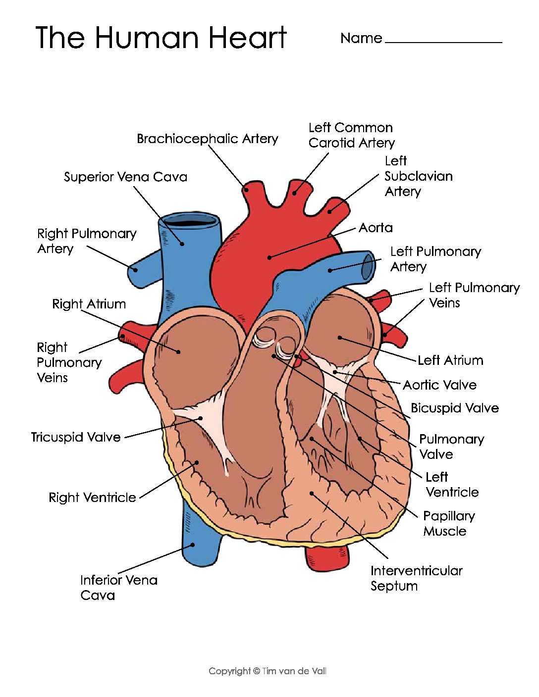 Heart Anatomy Worksheet Pdf Blood Flow Of Human Heart Diagram