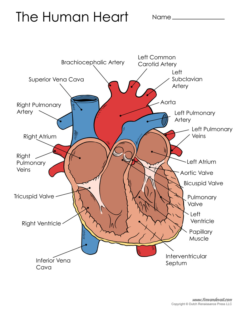 Free Printable Heart Diagram