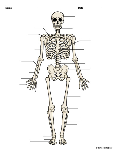 Human Body Skeleton - Anatomy Master Class - YouTube