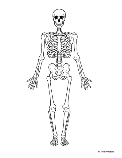 Human Skeleton Diagram – Tim's Printables
