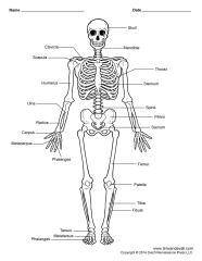 Free Printable Human Skeleton Worksheet For Students And Teachers