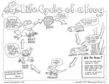 Free Life Cycle of a Frog Printable