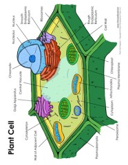 Plant Cell Diagram With Labels
