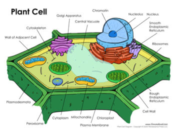 plant-cell-diagram-453