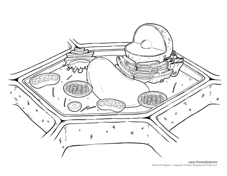 plant-cell-diagram-not-labeled-453 - Tim's Printables
