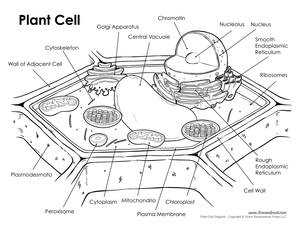 plant-cell-labeled - Tim's Printables